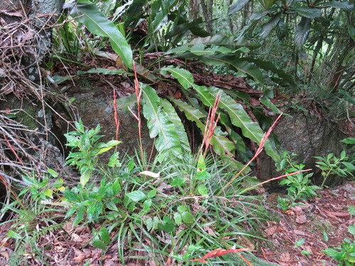 Vriesea lubbersii, photograph 5
