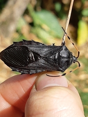 Pachylis peramplus