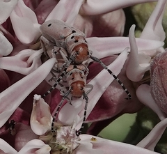 Tetraopes annulatus
