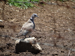 Streptopelia decaocto