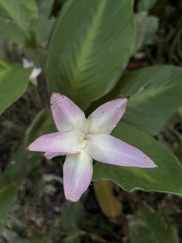 Goeppertia loeseneri, photograph 2