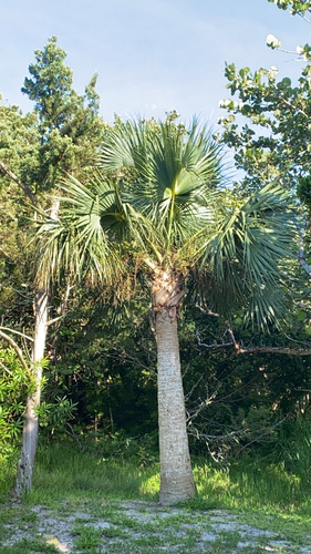 Image of Sabal bermudana by (c) nebrooks, some rights reserved (CC BY)