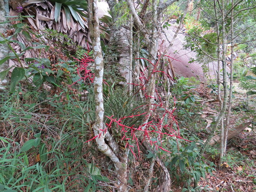Vriesea lubbersii