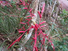 Vriesea lubbersii, photograph Victor Farjalla Pontes, CC BY, iNaturalist via GBIF