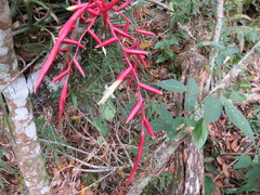 Vriesea lubbersii, photograph Victor Farjalla Pontes, CC BY, iNaturalist via GBIF