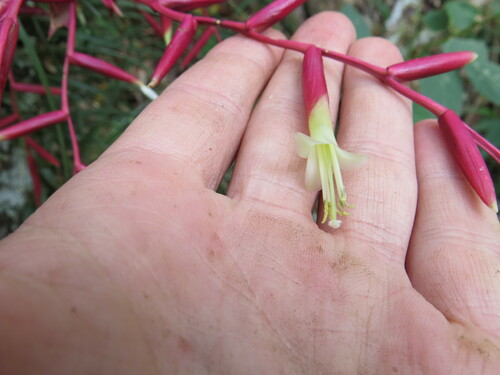 Vriesea lubbersii, photograph 4
