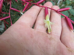 Vriesea lubbersii, photograph Victor Farjalla Pontes, CC BY, iNaturalist via GBIF