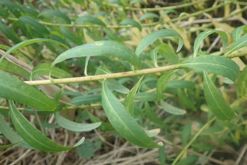 Image of Euphorbia palustris by (c) Thomas Gyselinck, some rights reserved (CC BY)
