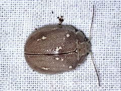 Paropsis lutea
