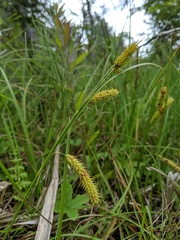 Carex schweinitzii