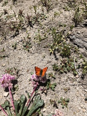 Lycaena cupreus