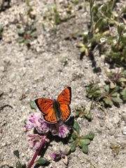 Lycaena cupreus