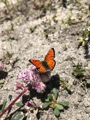 Lycaena cupreus