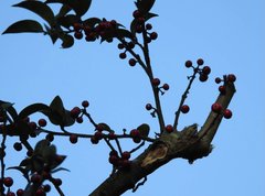 Ilex pubescens