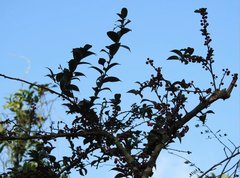 Ilex pubescens