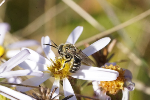 White-banded Sweat Bee photo 6