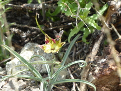 Fritillaria pinetorum