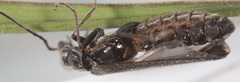 Entomophthorales