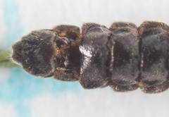 Entomophthorales