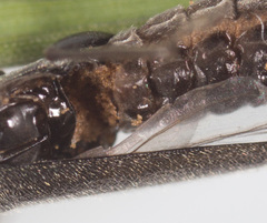 Entomophthorales