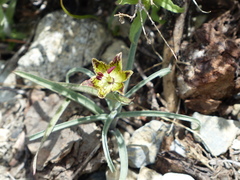 Fritillaria pinetorum