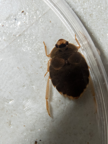 Aphelocheirus occidentalis