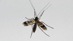 Macrocera decorosa