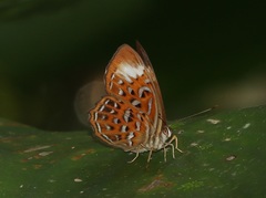 Taxila haquinus