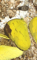 Eurema simulatrix tecmessa