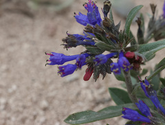 Moltkia coerulea, photograph (c) Joey Bom, some rights reserved (CC BY)