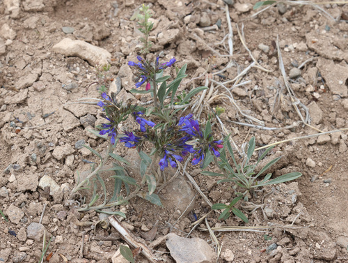 Moltkia coerulea, photograph 6