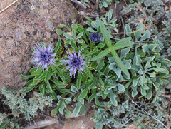 (c) Joey Bom, some rights reserved (CC BY) Globularia trichosantha, photograph (c) Joey Bom, some rights reserved (CC BY)