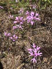 Clarkia pulchella