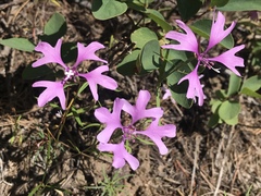 Clarkia pulchella
