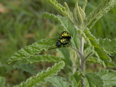 Calligrapha mexicana