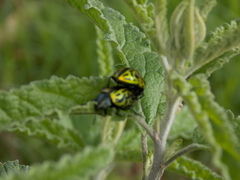 Calligrapha mexicana