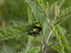 Calligrapha mexicana