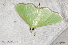 Parotis punctiferalis