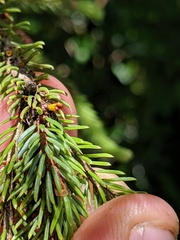 Arceuthobium pusillum