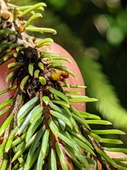 Arceuthobium pusillum