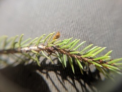 Arceuthobium pusillum