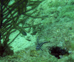 Pareques acuminatus