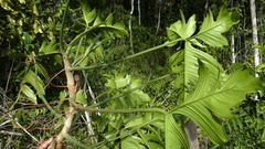 Philodendron pedatum