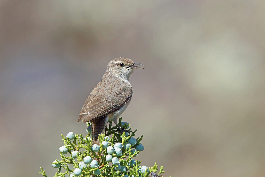Rock Wren