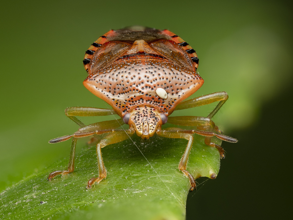 Shield Bugs