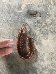 Scolopendra dehaani