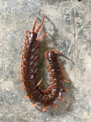 Scolopendra dehaani