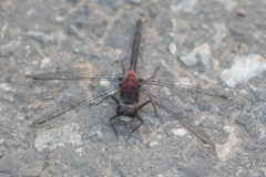 Leucorrhinia proxima