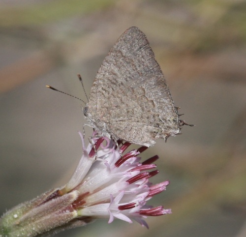 Sonoran Hairstreak