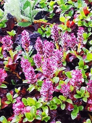 Salix berberifolia kamtschatica